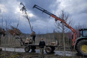 Tree Centre Opheusden - Rivierenland 2026